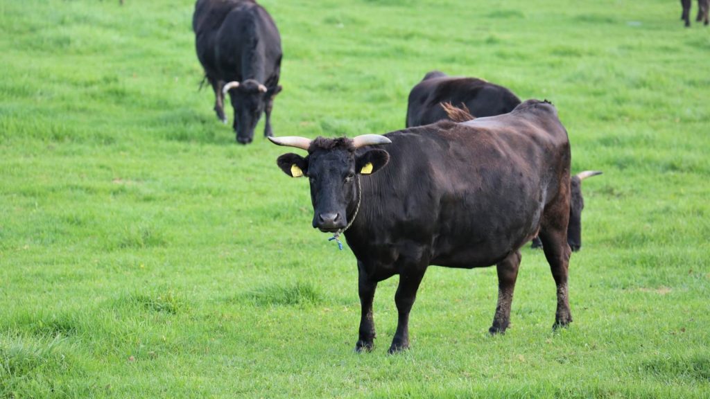 Peternakan Sapi Wagyu di Jepang Penghasil Daging Wagyu Terbaik