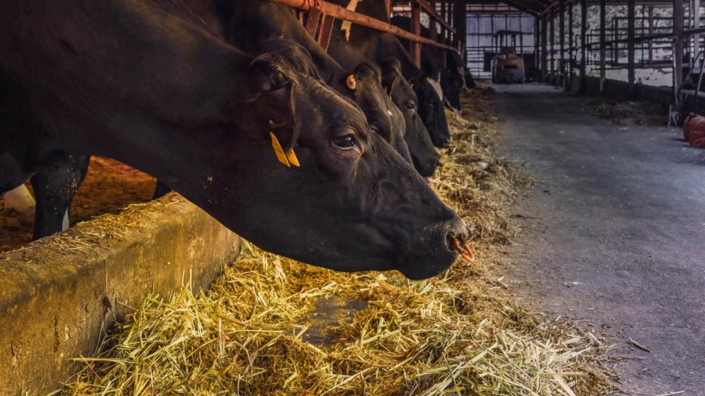 Pemberian Pakan Untuk sapi Wagyu Mengandung Nutrisi Tinggi