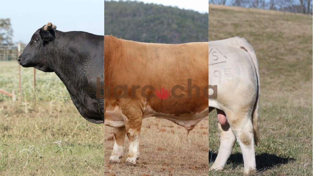 Jenis Sapi Yang Populer Di Kalangan Pencinta Steak