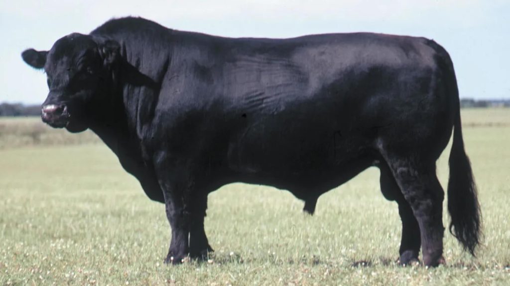Black Angus, Jenis Sapi Paling Populer Dikalangan Pencinta Steak (Sumber Foto : Britannica)