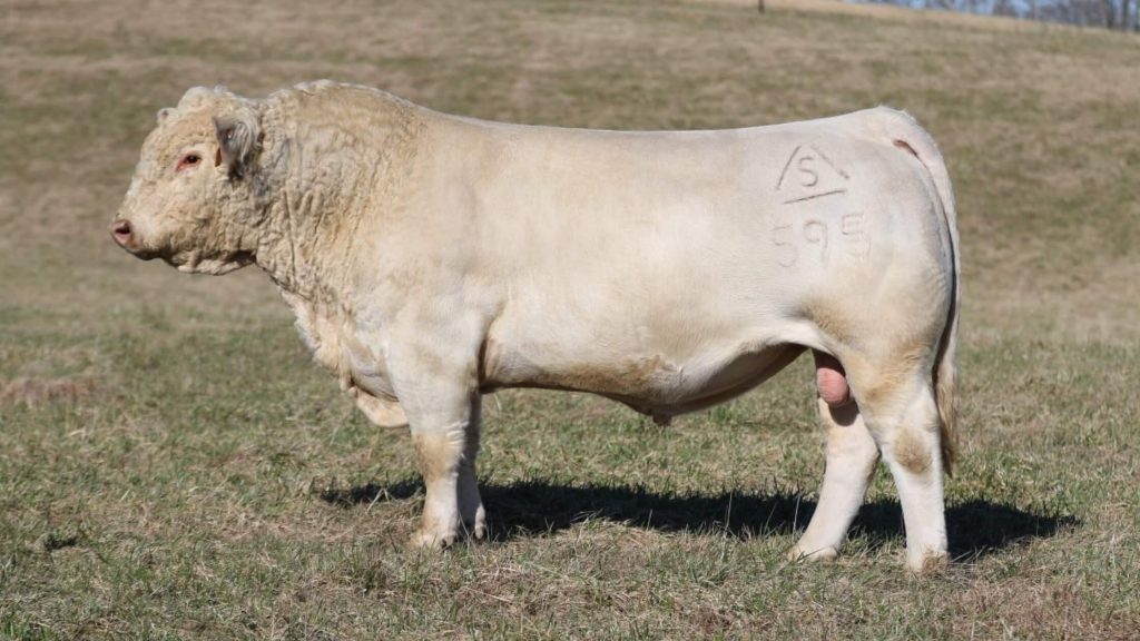 Sapi Charolais berasal dari Prancis (Sumber Foto : Red Hill Farms)
