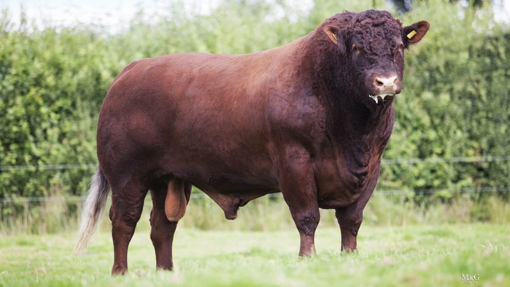 Jenis Sapi Devon Asal Inggris (Sumber Foto : Pinterest)