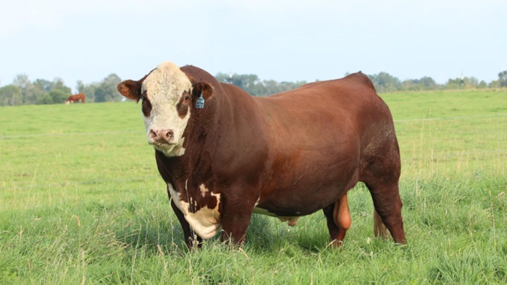 Jenis Sapi Hereford Asal Inggris (Sumber Foto : drovers.com)