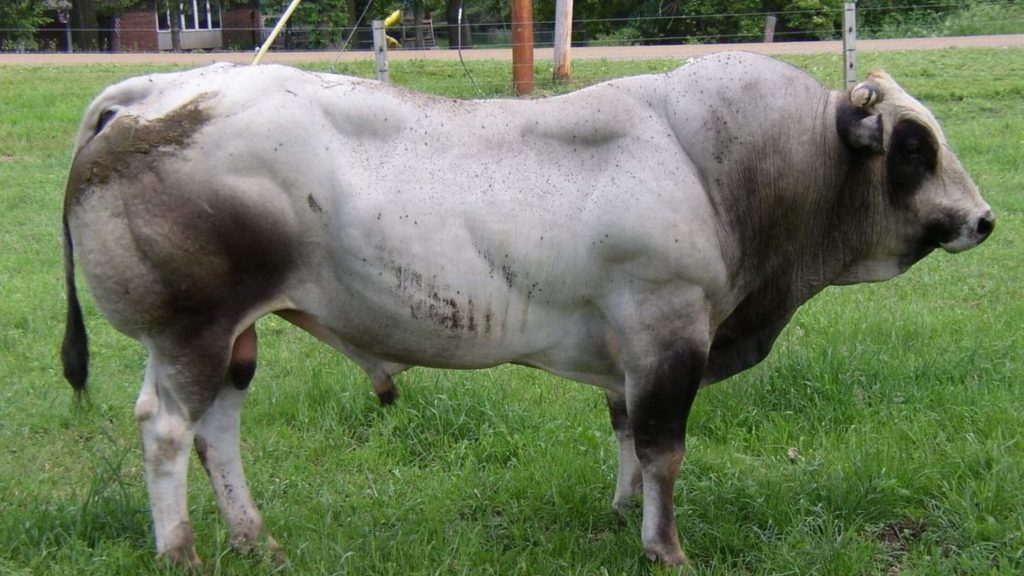 Sapi Piedmontese Asal Italia (Sumber Foto : Pinterest)