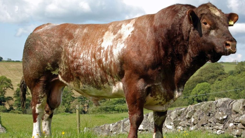 Sapi Shorthorn Asal Inggris (Sumber Foto : Pinterest)