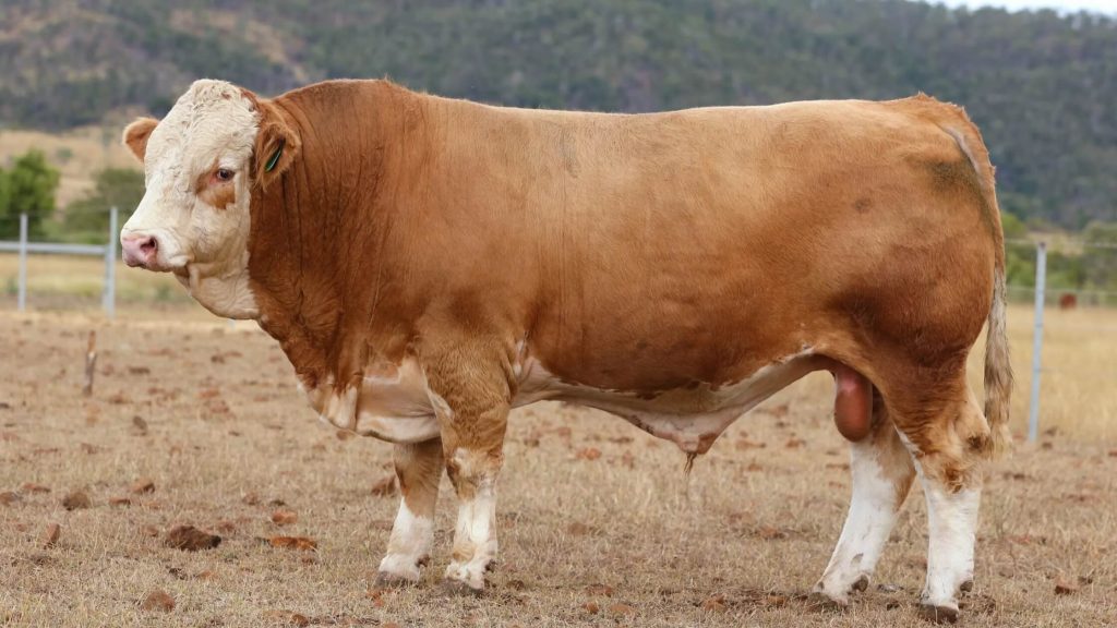 Sapi Simmental Asal Swiss (Sumber Foto : Daraabah)