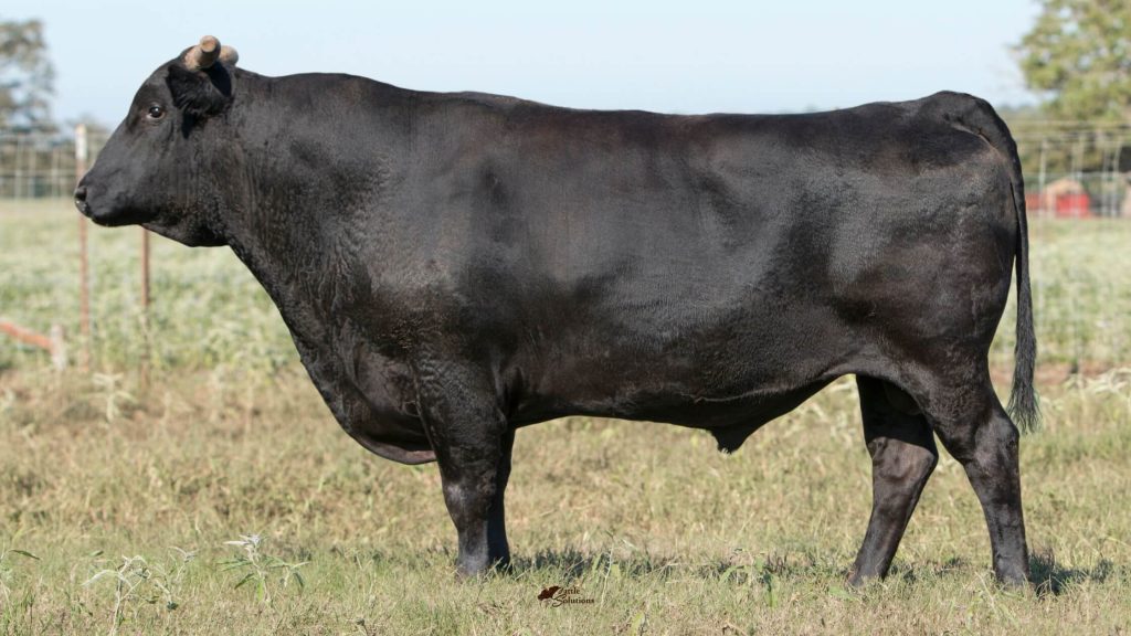 Jenis Sapi Wagyu, Sapi Asal Jepang Yang Menjadi Favorit (Sumber Foto : goldringwagyu.com)